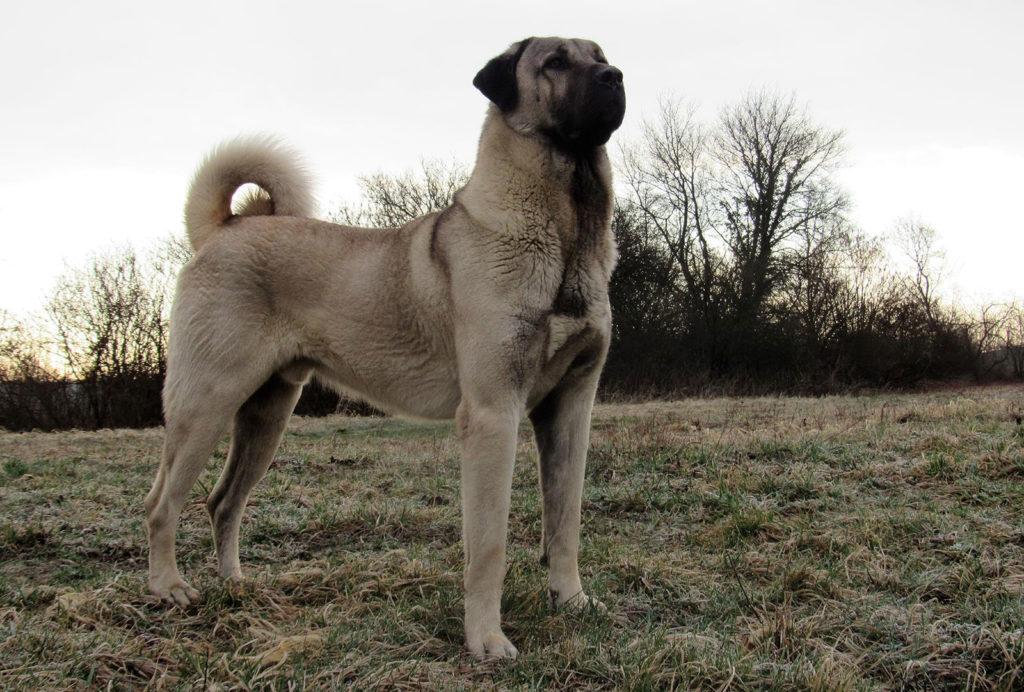 how much does a kangal dog weight