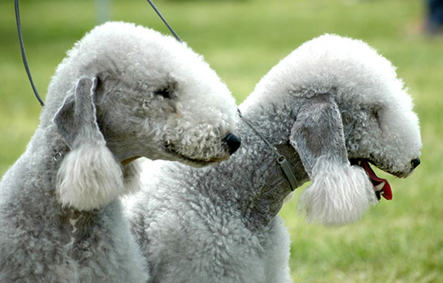 Bedlington Terrier Dog Breed Information - AllAboutDogs.Net