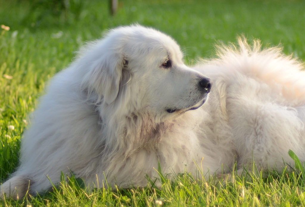 Great Pyrenees Dog Breed Information - AllAboutDogs.Net