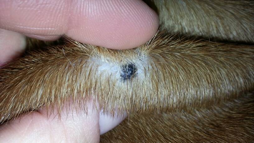 small skin tag on dog