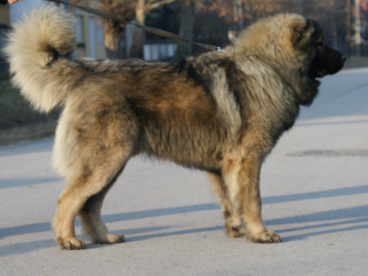 caucasian shepherd dog size