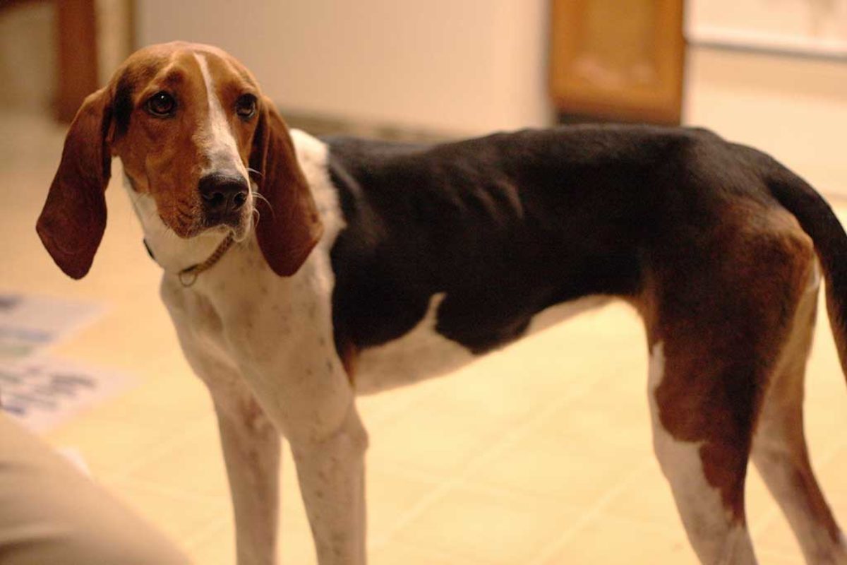 are treeing walker coonhound hypoallergenic