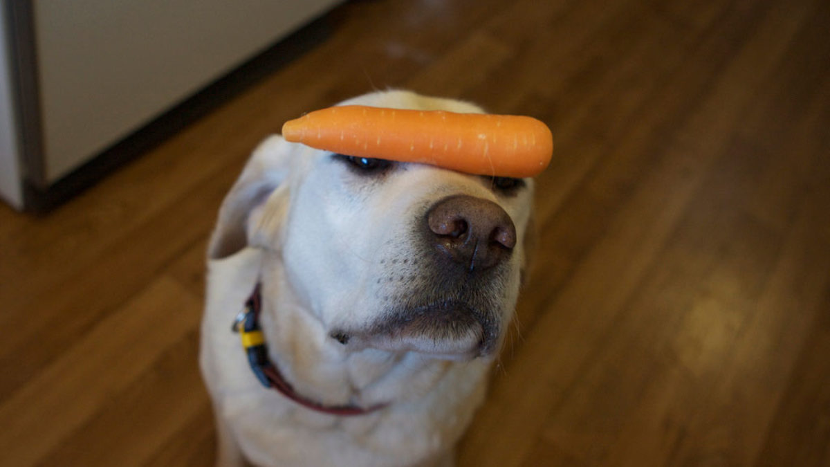 are carrots good for dogs with diarrhea